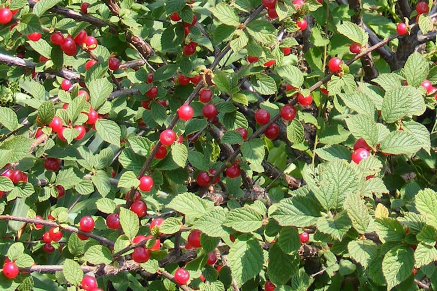 Prunus tomentosa Seeds 10pcs | Nanking Cherry | Cold-Hardy Fruit Shrub, Ornamental Blooms, Edible Berries, Non-GMO Seeds