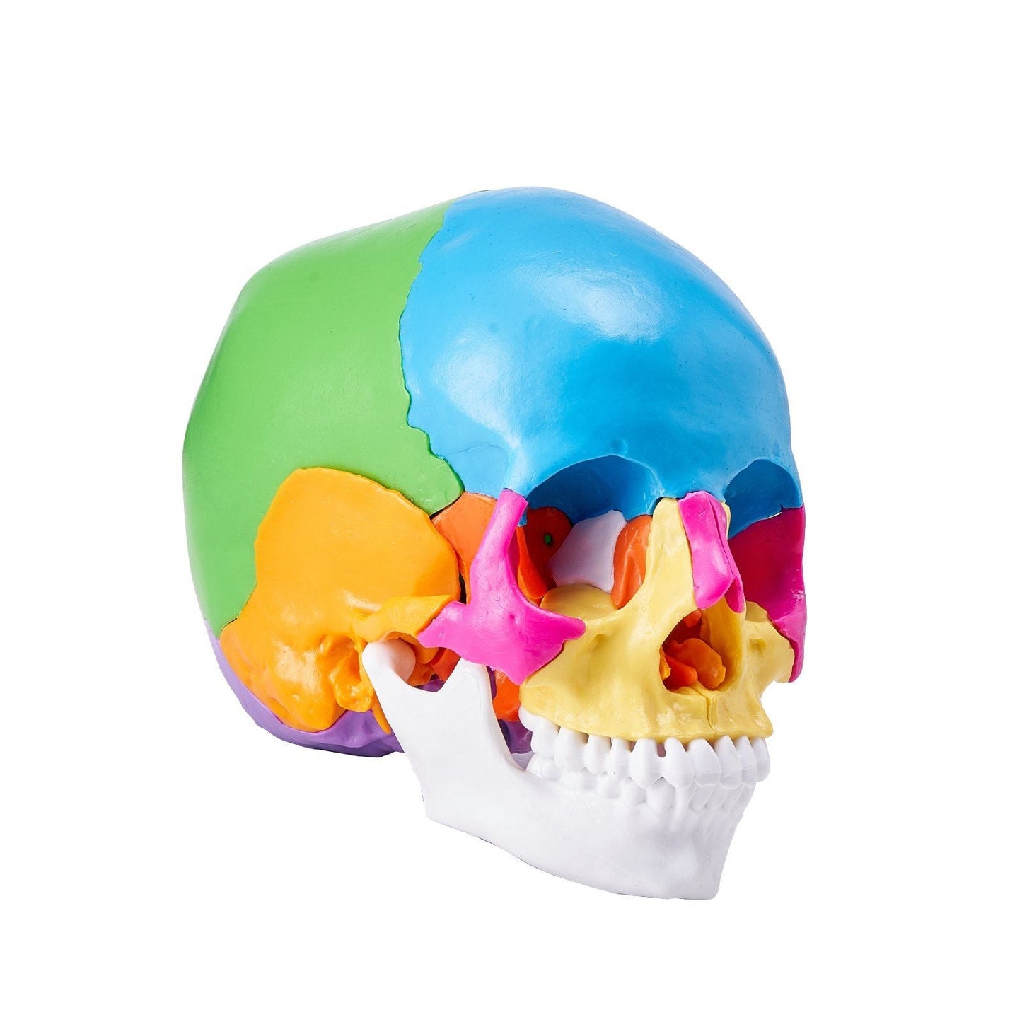 Human Skull Model, 22 Parts Human Skull Anatomy, Life-Size Painted Anatomy Skull Model, PVC Anatomical Skull, Detachable Learning Skull Model, for Professional Teaching, Researching and Learning