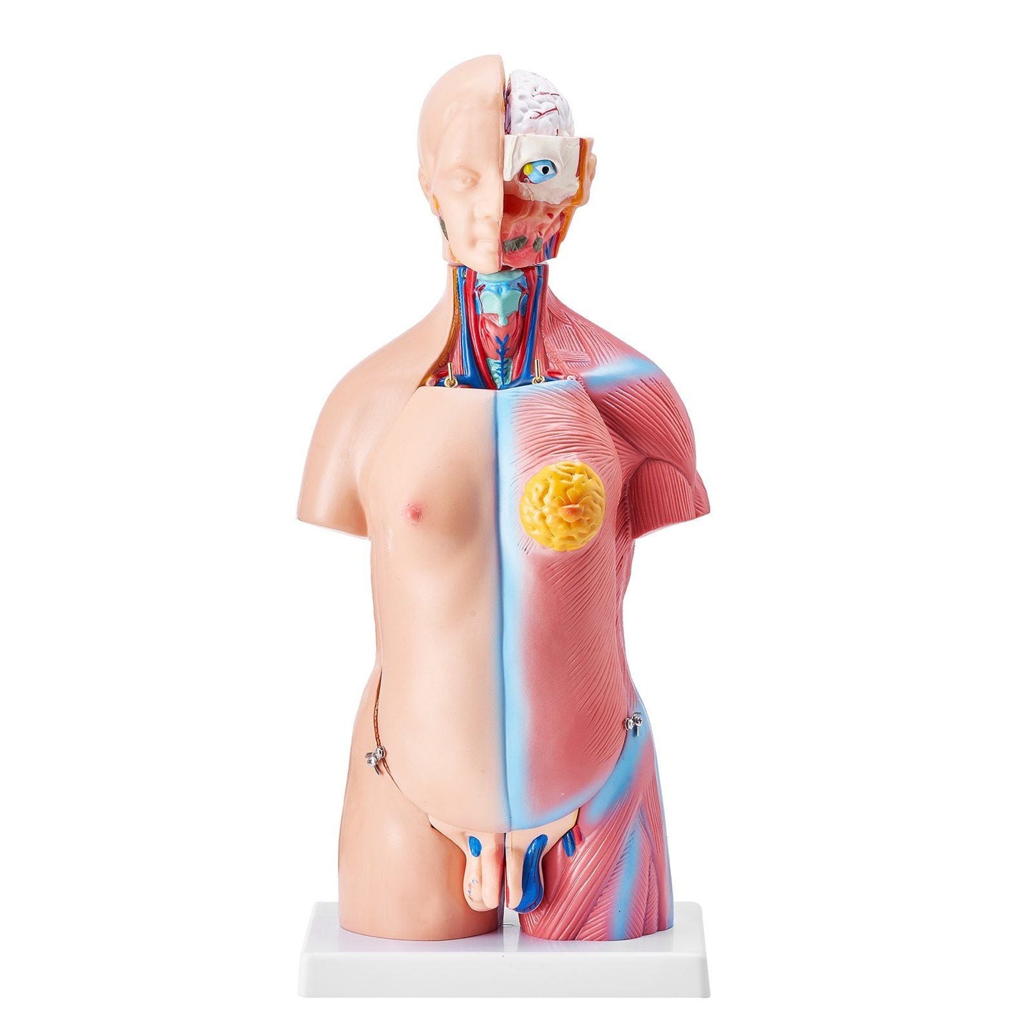 Human Body Model, 23 Parts 18 inch, Human Torso Anatomy Model Unisex Anatomical Skeleton Model with Removable Organs, Educational Teaching Tool for Students Science Learning Education Display