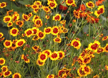 Plains Coreopsis, Coreopsis Tinctoria, Vibrant Yellow and Red Wildflowers for Pollinator Gardens