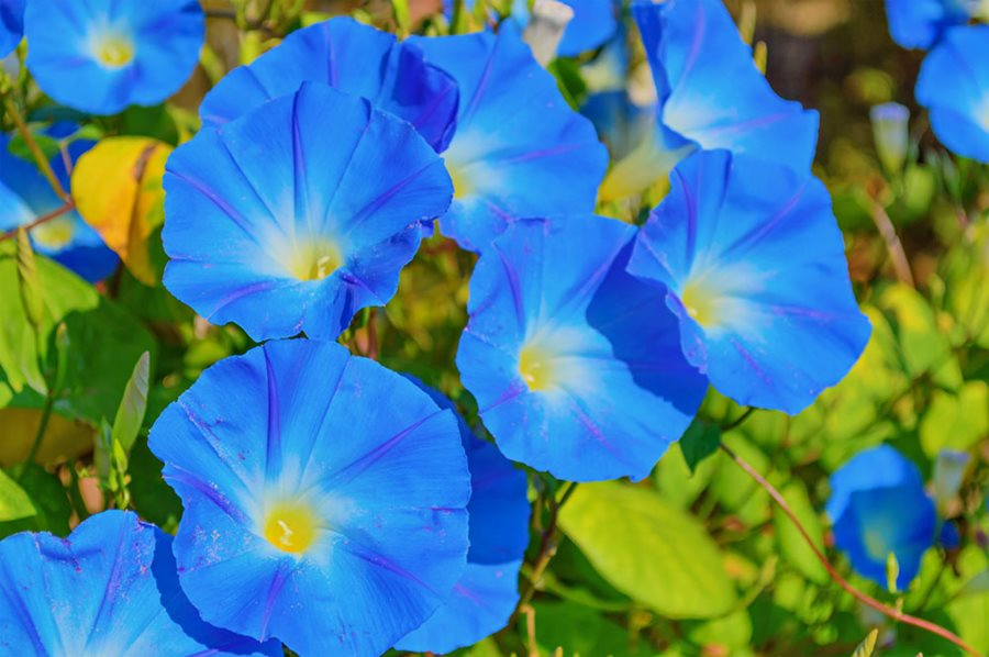 Heavenly Blue Morning Glory (Ipomoea tricolor) 50 Seeds – Vibrant Sky Blue Climbing Vine