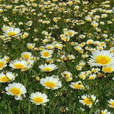 1000 Garland Daisy Seeds โ Edible Chrysanthemum Leaves | Glebionis coronaria | Non-GMO Herb Flower | Shungiku | Asian Greens
