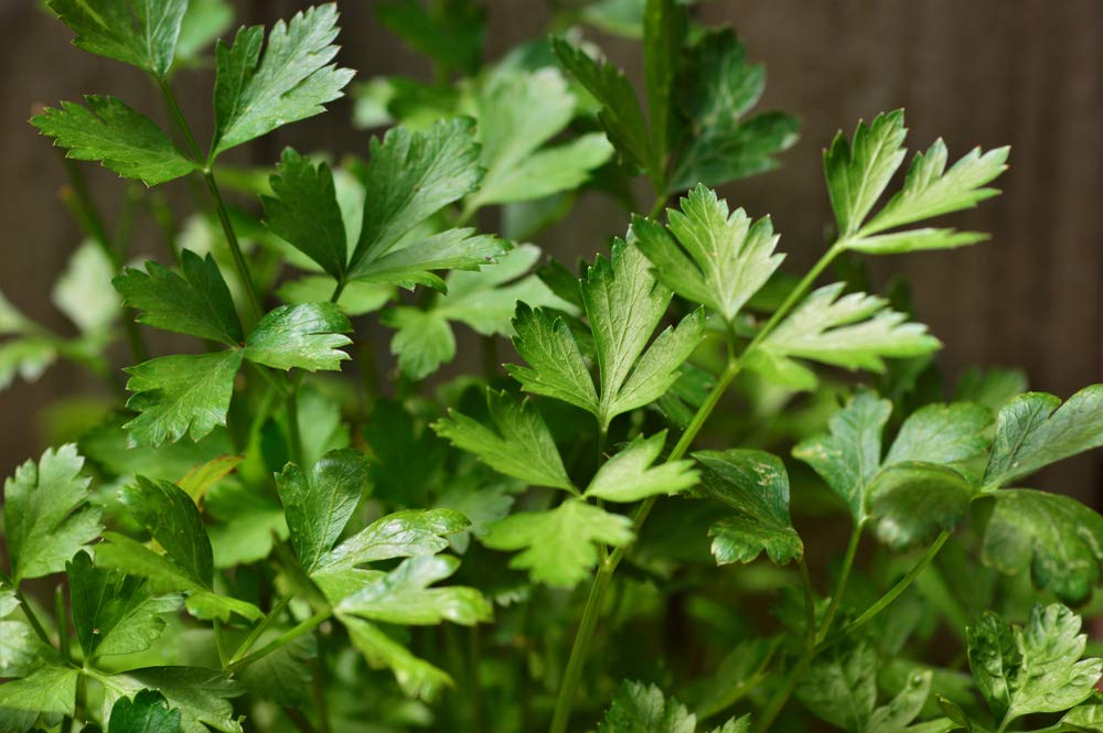 2,000 Italian Giant Parsley Seeds โ Non-GMO Heirloom, Culinary Herb,
