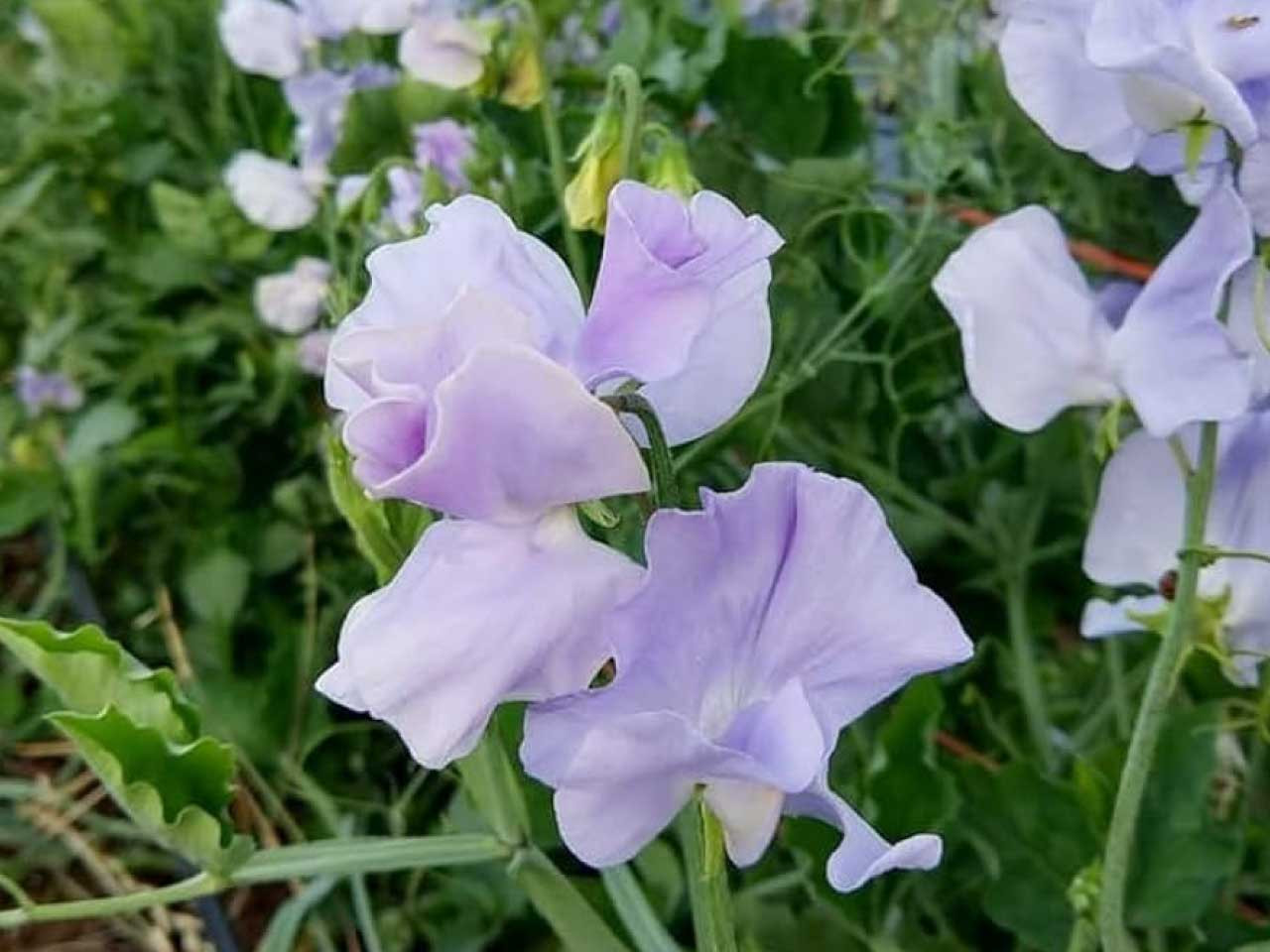 50 Seeds Royal Lavender Sweet Pea (Lathyrus odoratus) – Fragrant Blooms, Lavender Purple Flowers, Ideal for Gardens & Bouquets