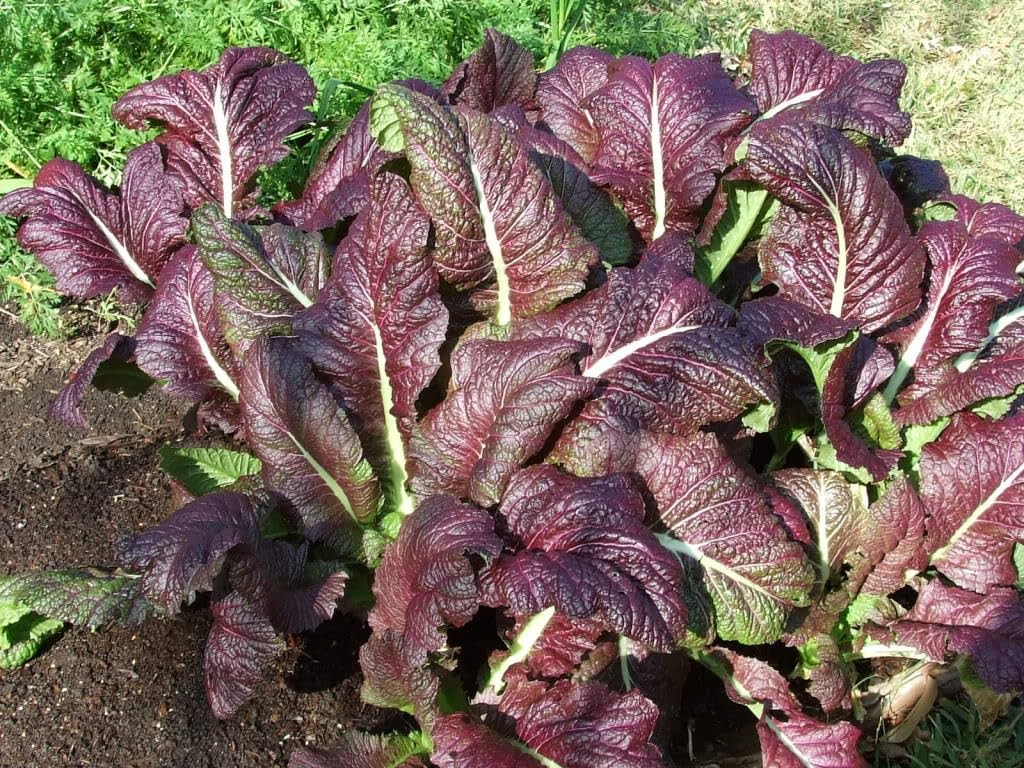 1,500 Red Giant Mustard Seeds โ Non-GMO Heirloom, Brassica juncea, Spicy Greens, Microgreens or Full Grown, Easy to Grow, USA Seller!
