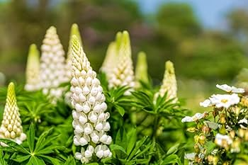 Russell White Lupine Seeds – Lupinus polyphyllus – 500mg (~20 Seeds), Tall White Spikes, Cold-Hardy Perennial Pollinator-Friendly Wildflower