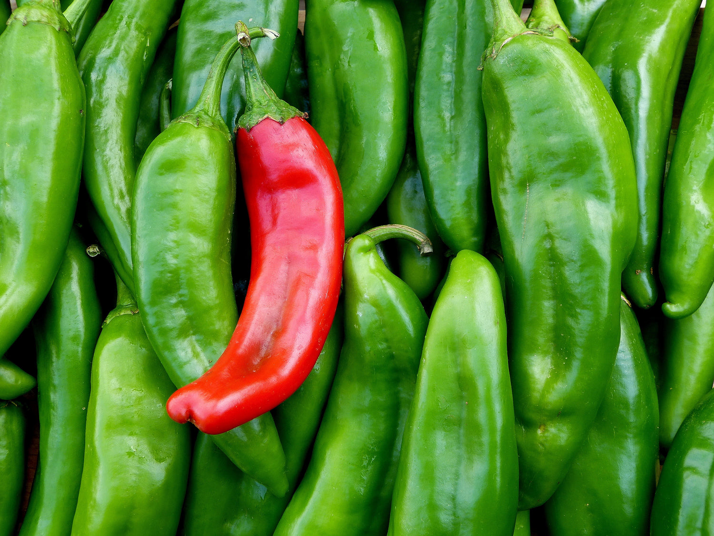 Sonora Mild Hot Pepper Seeds 250mg | Capsicum annuum | Non-GMO, Heirloom, Mild Heat, High-Yield, Perfect for Salsas, Roasting, and Cooking
