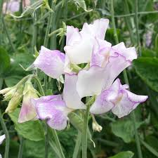 Sir Jimmy Shand Sweet Pea Seeds – 50+ Cream & Blush Blooms – Climbing Vine for Trellises, Bouquets, Cottage Gardens Vertical Displays – USA
