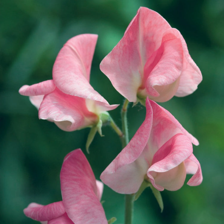 Sally Ann Sweet Pea Seeds – 50+ Creamy White Blooms – Elegant Climbing Flower Vine for Bouquets, Trellises, Cottage Gardens & Arches – USA