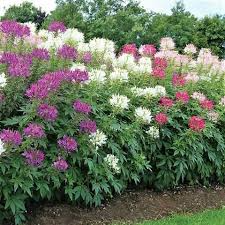 200 Cleome Spider Flower Seeds โ Mixed Colors | Cleome hassleriana | Fall Planting | Pollinator Friendly | Non-GMO Wildflower