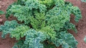 2,000 Dwarf Siberian Kale Seeds โ Non-GMO Heirloom, Cool Weather, Great for Containers |