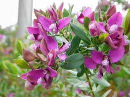 Polygala Myrtifolia ‘Sweet Pea Bush’ | 7 Live 6” Unrooted Cuttings | Fast-Growing, Purple Blooms, Evergreen Shrub, Easy-Care