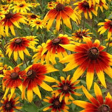 500 Seeds Daisy Gloriosa, Rudbeckia Hirta, Bright Yellow-Orange Perennial Wildflowers