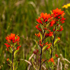 50 Seeds Indian Paintbrush Castilleja coccinea | Vibrant Wildflower, Native Perennial, Non-GMO, Ideal for Native Plant Gardens