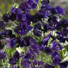 15 Sweet Pea Royal Navy Blue Seeds โ Fragrant Climbing Vine | Lathyrus odoratus | Non-GMO Flowers | Heirloom Blue Blooms