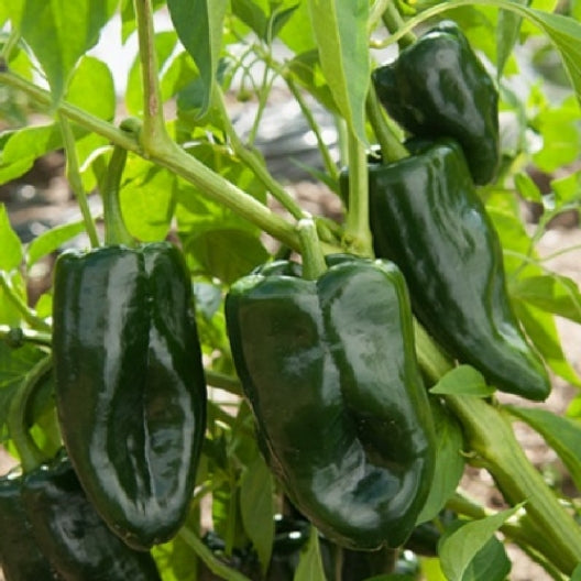Ancho Poblano Hot Pepper Seeds – 250mg for Planting, Mild Heat, Large Peppers, Great for Stuffing, Roasting, Drying & Mexican Dishes