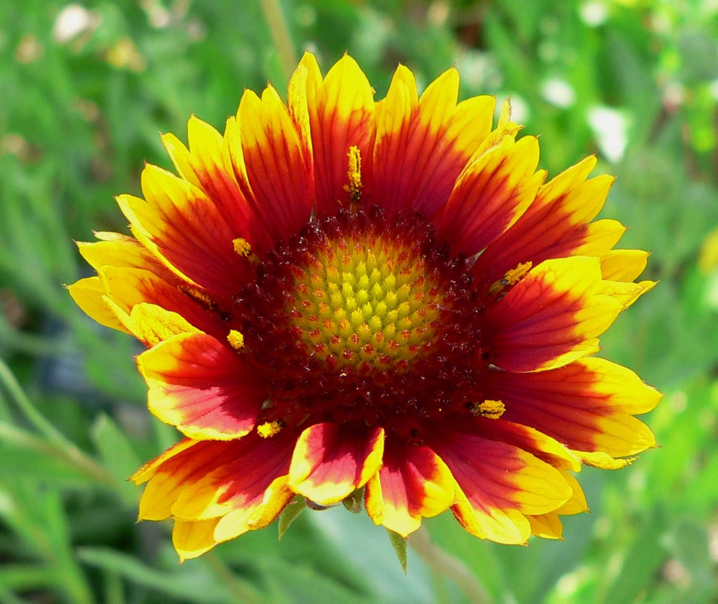 200 Indian Blanket Flower Seeds โ Gaillardia pulchella | Heirloom Non-GMO | Blanket Flower for Meadows, Pollinators, Easy Care