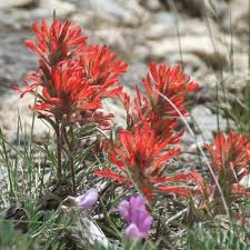Northwestern Indian Paintbrush Seeds (Castilleja angustifolia v. dubia) – 500 Seeds, Native Wildflower, Pollinator-Friendly, Perennial