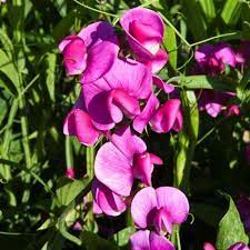 50 Bridget McAleer Sweet Pea Seeds – Fragrant Pink & White Blooms for Garden Planting, Climbing Vines for Trellises – USA