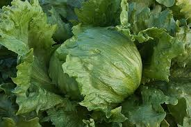 Lettuce Iceberg Batavian Seeds – 1g for Planting, Heirloom Variety, Crisp & Sweet, Heat Tolerant, High Yield, Garden Container