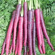 1,000 Cosmic Purple Carrot Seeds โ Non-GMO, Open Pollinated, Great for Microgreens | USA Seller
