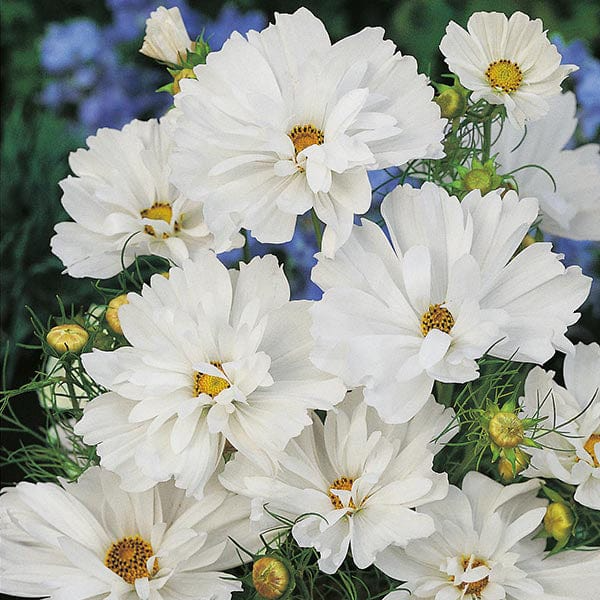 100 Cosmos Psyche White Seeds โ Unique Ruffled White Blooms | Attracts Bees & Butterflies | Organic Non-GMO | Cosmos Bipinnatus