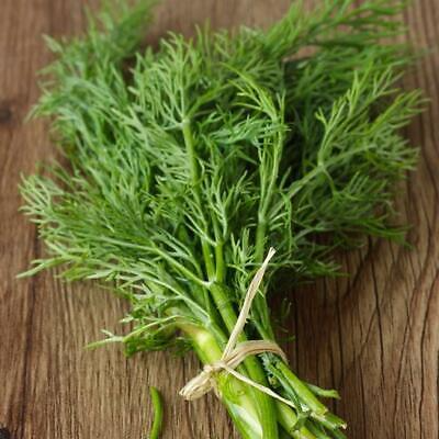 4,000 Bouquet Dill Seeds โ Non-GMO Heirloom, Fast-Growing Culinary Herb, USA Seller,