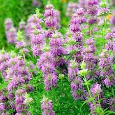1,000 Lemon Mint Seeds โ Non-GMO Culinary Herb, Edible Flowers, , USA Seller