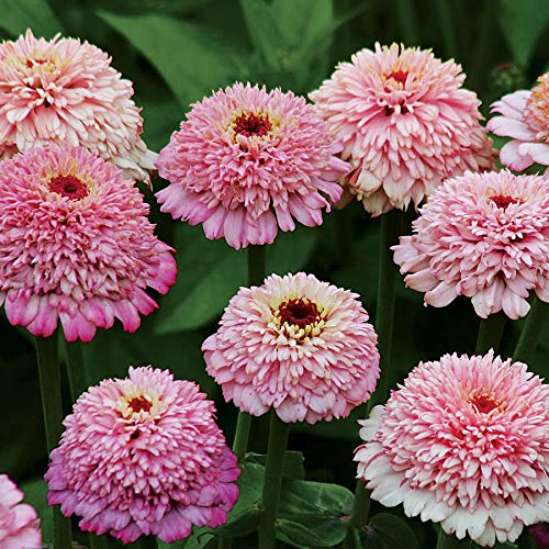 Zinderella Lilac Zinnia Seeds – 100+ Seeds – Unique Scabiosa-Style Lilac Blooms for Cut Flower Gardens, Bouquets & Pollinator Beds – USA