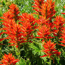 25 Seeds Castilleja coccinea Indian Paintbrush (Scarlet Paintbrush) – Wildflower for Planting, Vibrant Red Flowers, Native American Garden