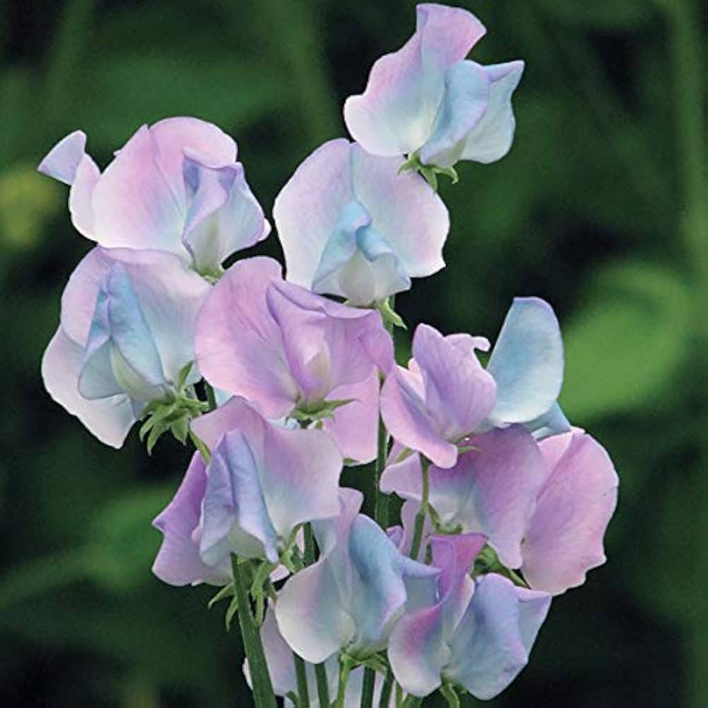 50 Margaret Hastie Sweet Pea Seeds – Fragrant Pink-Lavender Blooms for Garden Planting, Climbing Vines for Trellises – USA