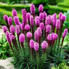 Elegant Blazingstar Seeds (Liatris elegans) | 25 Seeds | Vibrant Pink-Purple Spikes | Pollinator-Friendly | Native Wildflower for Gardens