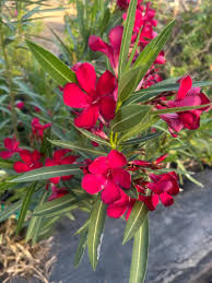 Oleander Red | 7 Live 6” Unrooted Cuttings | Flowering Shrub | Drought-Tolerant, Fast-Growing, Evergreen, Ornamental Hedge Plant