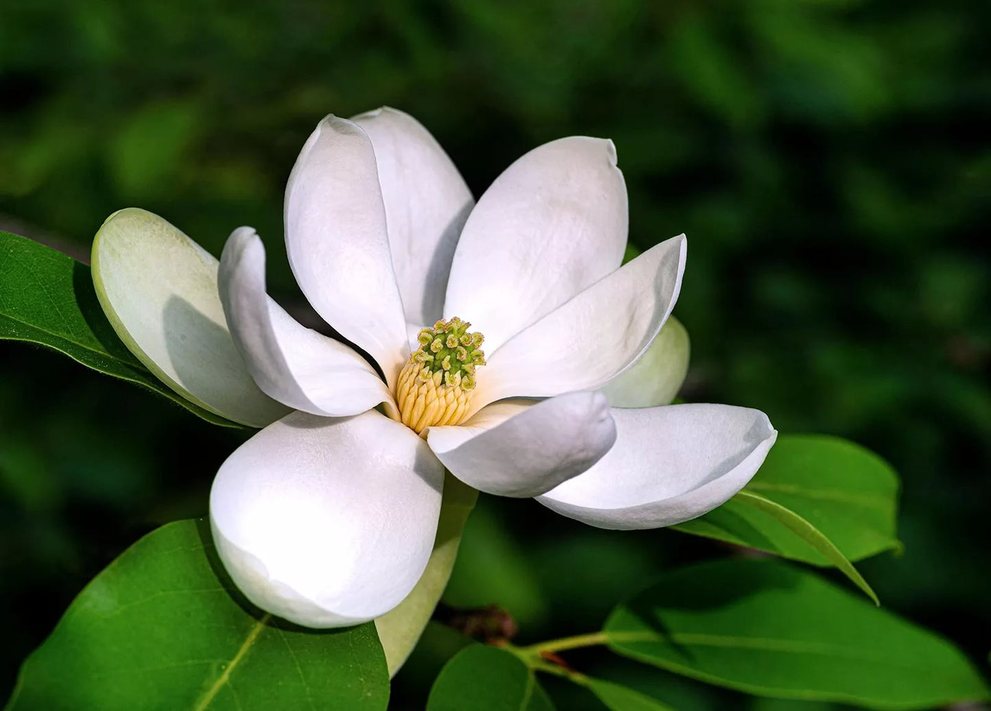 Sweetbay Magnolia Tree Seeds - 20 Pack - Northern Variety - Magnolia virginiana