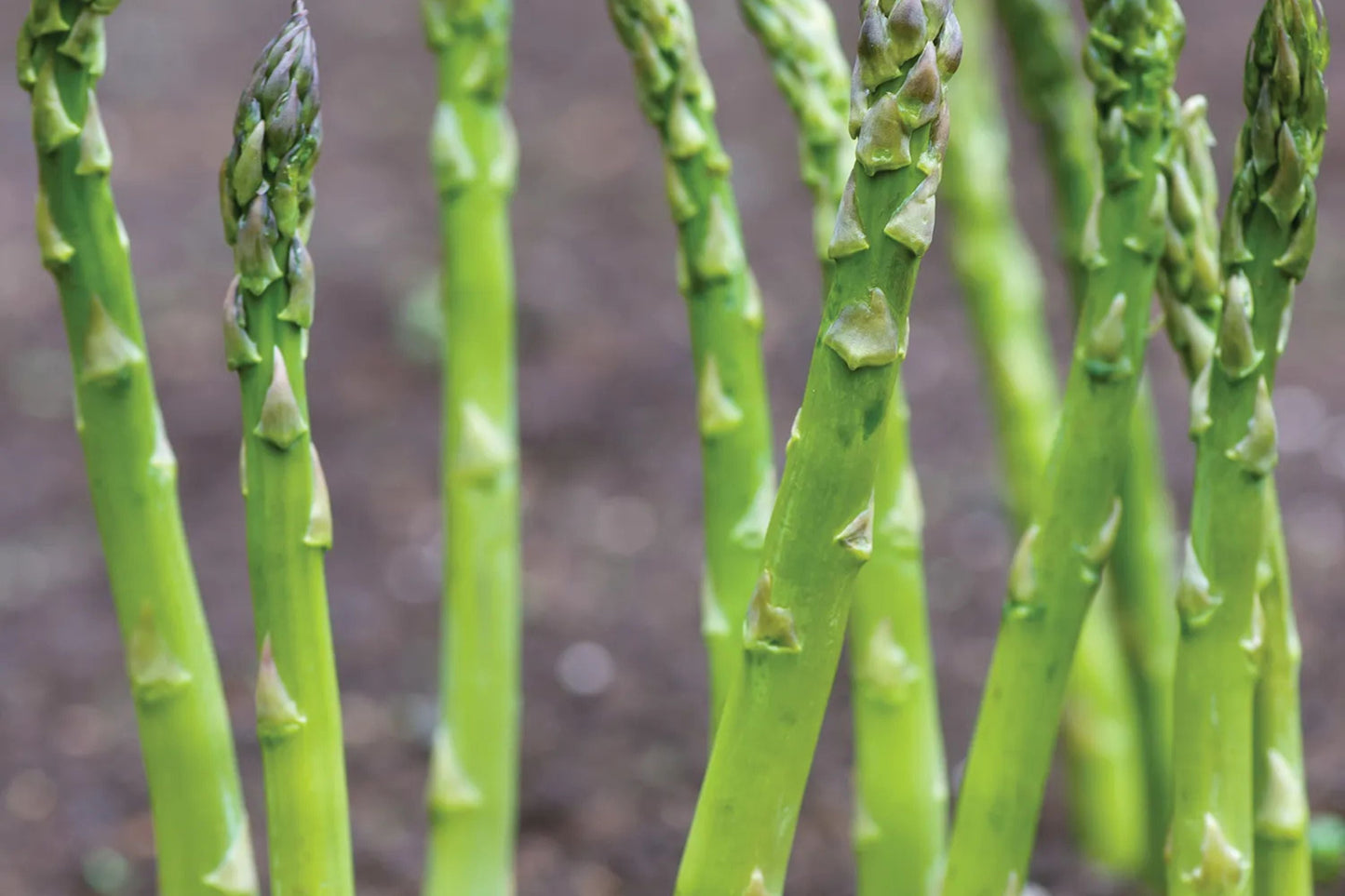 Asparagus Mary Washington 1 Gram Seeds - Heirloom Non-GMO Variety for Perennial Vegetable Gardening - Tender & Delicious Stalks