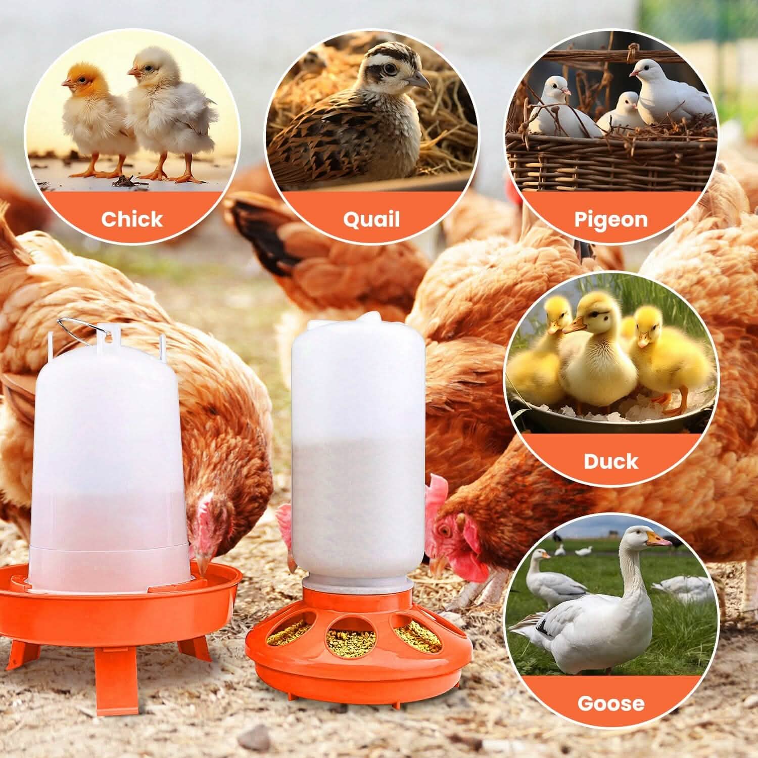 Lot mangeoire et abreuvoir pour poulets 1,5 L à hauteur réglable