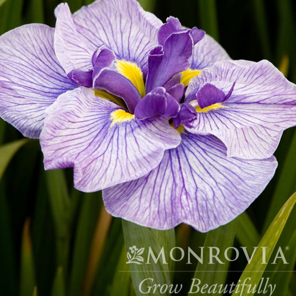 Iris du Japon « Papillons en vol »