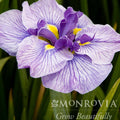 Iris du Japon « Papillons en vol »