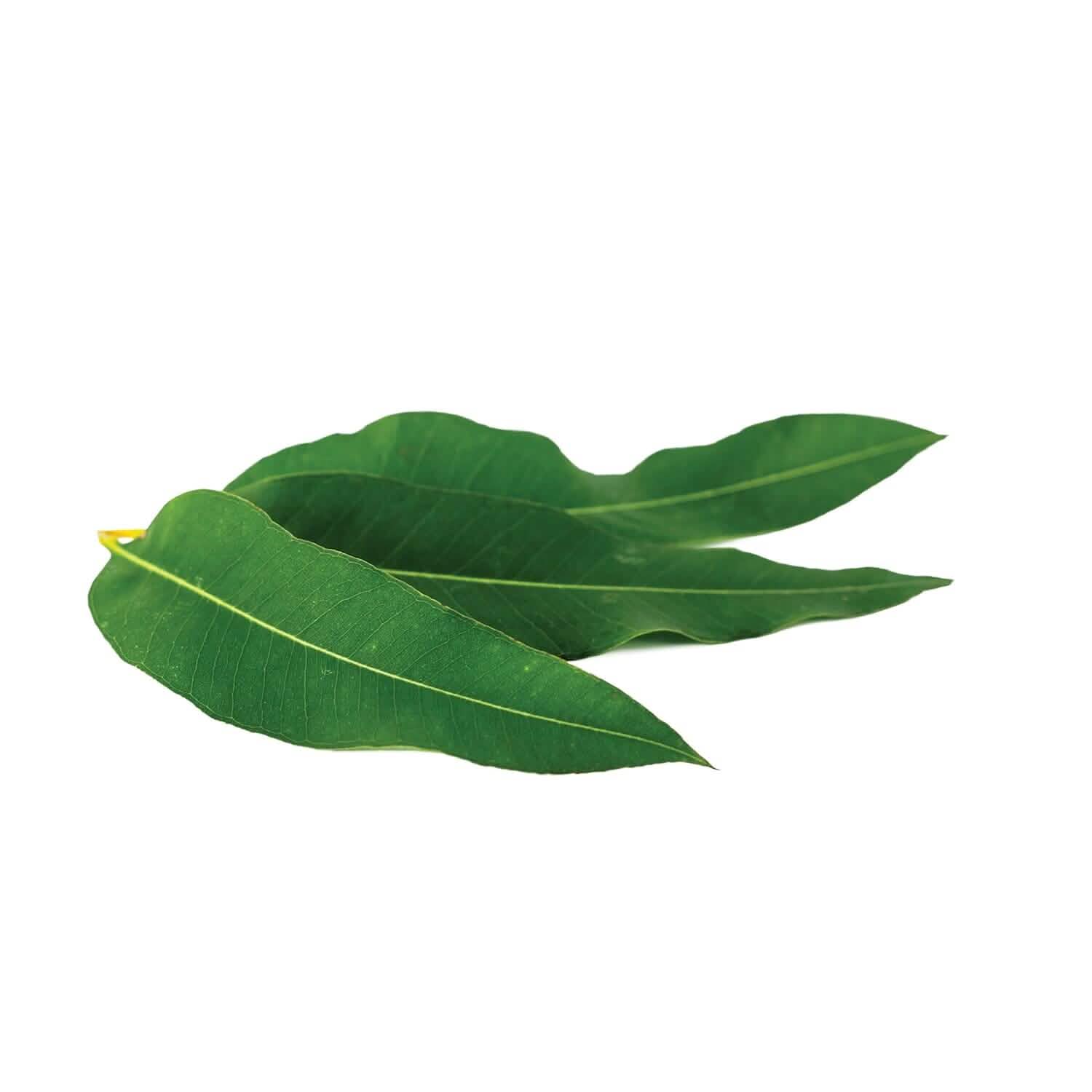 Lot de 2 : Masque Visage à l'Argile Pure L'Oréal Paris à l'Eucalyptus pour Peaux Grasses et Brillantes pour Purifier et Matifier
