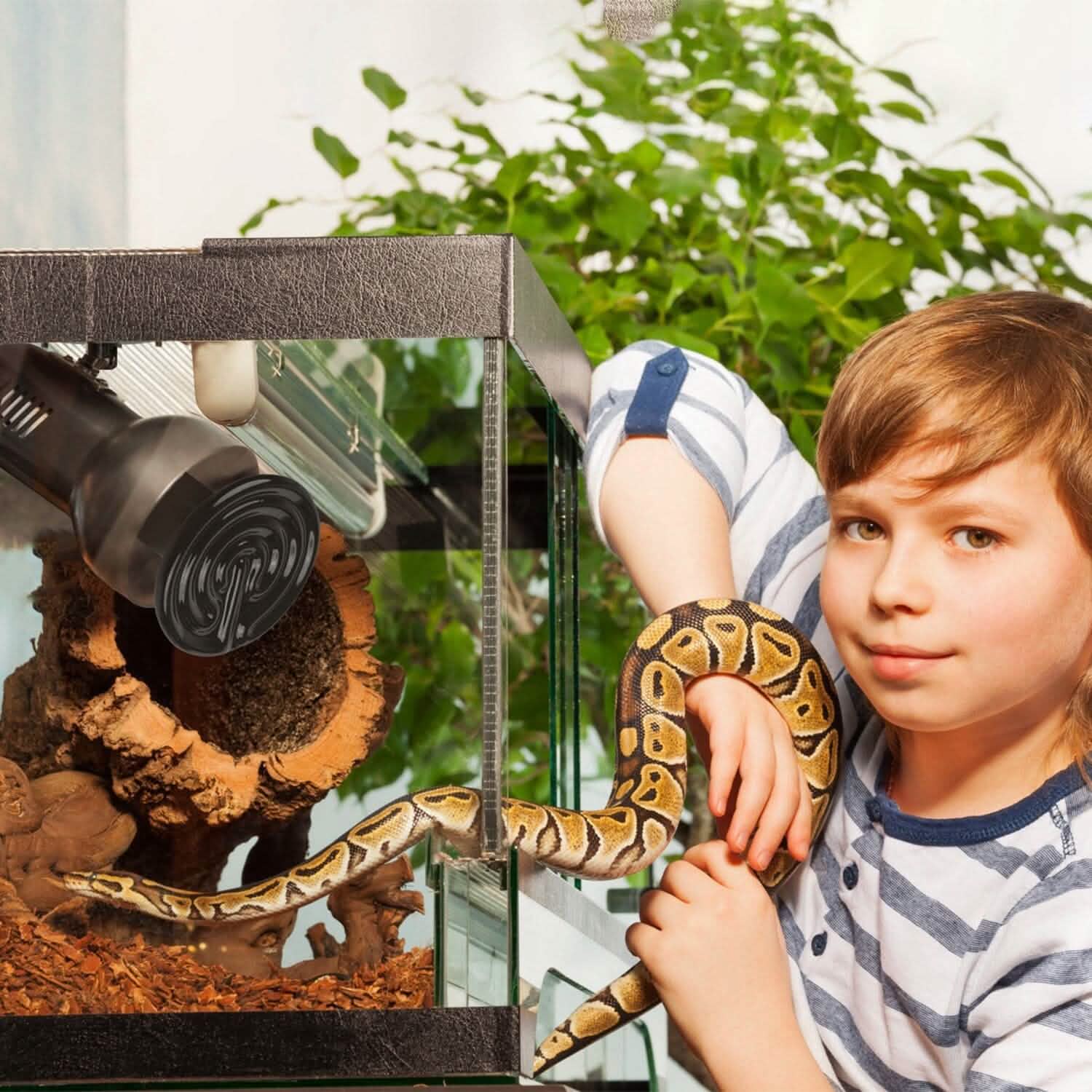 Lot de 2 : Lampe chauffante infrarouge pour reptile 150 W sans émission de lumière