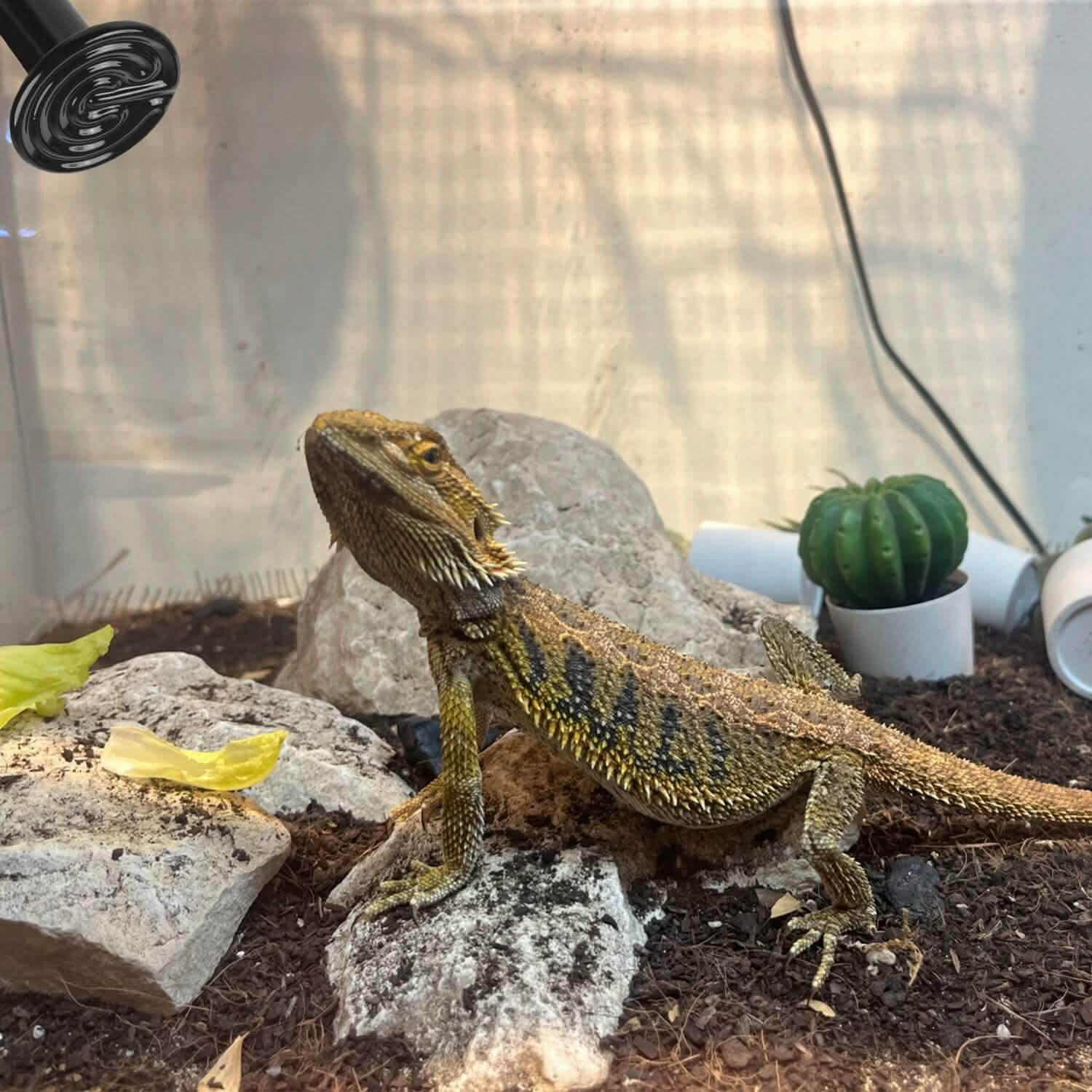 Lot de 2 : Lampe chauffante infrarouge pour reptile 150 W sans émission de lumière