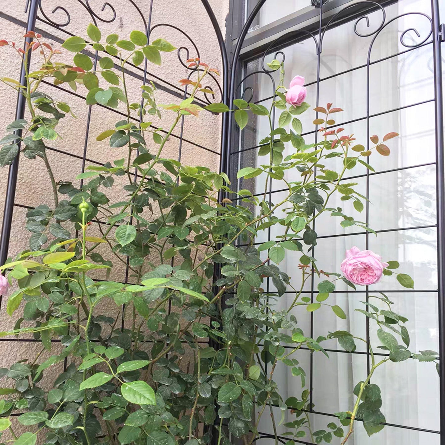 4 Pack Metal Garden Trellis for Climbing Plants
