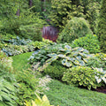 Hosta Seeds (Hosta Mix Plant Seeds) - Hardy Perennial Mix for Shade Gardens