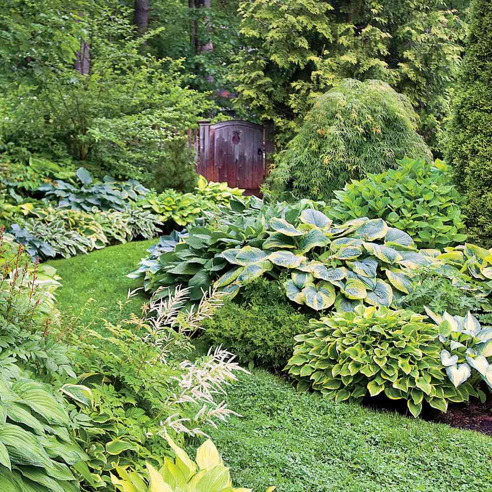 Hosta Seeds (Hosta Mix Plant Seeds) - Hardy Perennial Mix for Shade Gardens