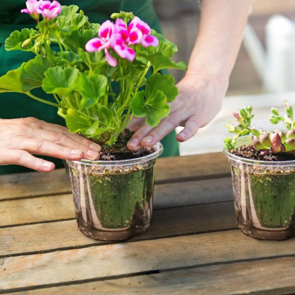 30個セット：植物育苗ポットPET花の種まき用ポットドーム排水穴付き