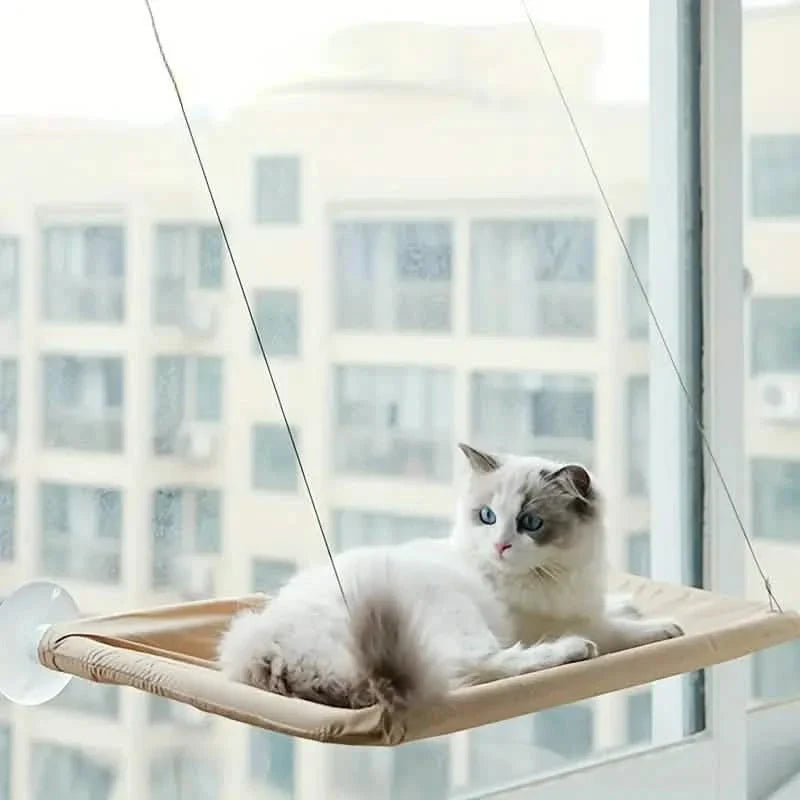 Hamac de fenêtre 360° pour chat : un perchoir ensoleillé et peu encombrant pour chats d'intérieur !
