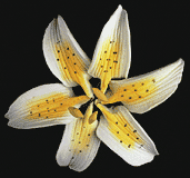 Lis Stargazer mini – Jaune 72 pces