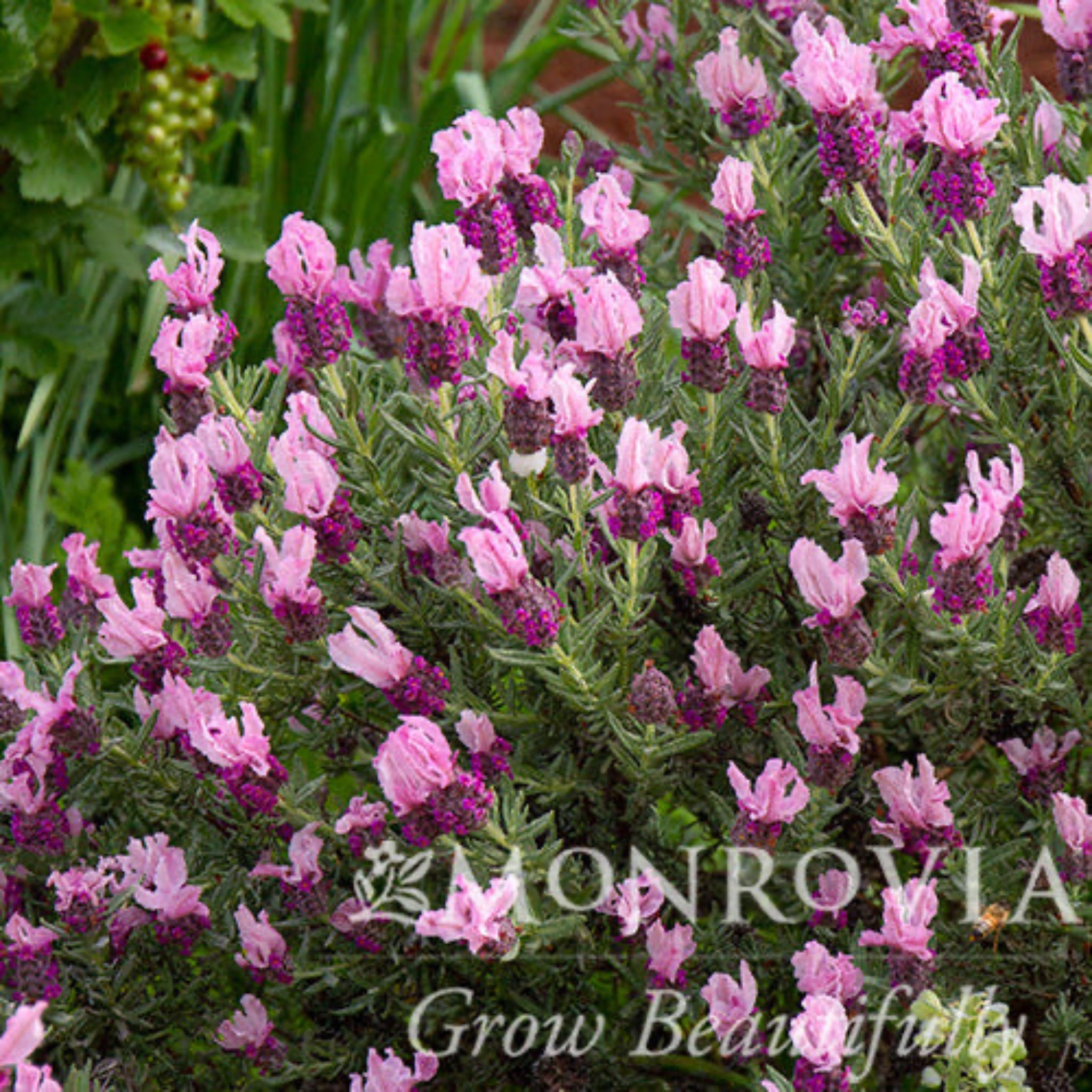 Lavande espagnole Javelin Forte™ Deep Rose