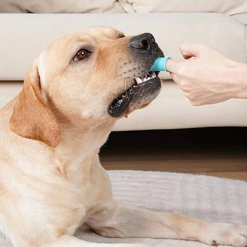 Lot de 5 : Brosse à dents à doigt super douce en silicone pour animaux de compagnie