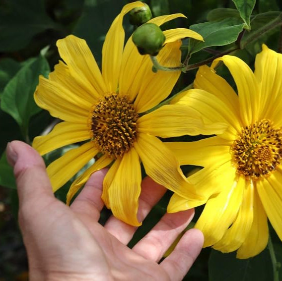 黄色のメキシカンヒマワリの種、ティトニア・ディベルシフォリア、多年生の花の種、ミツバチや蝶を引き寄せ、観賞用庭園や花壇、パティオに最適
